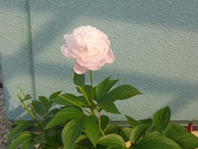 イメージ 9