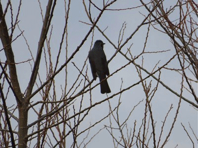 835~845 ヒヨドリ