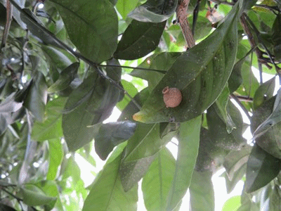 746~751 トックリバチの巣