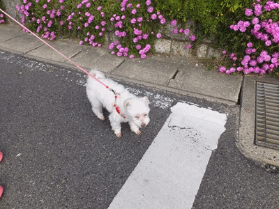 イメージ 7
