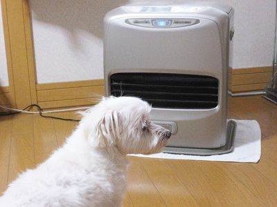 イメージ 7