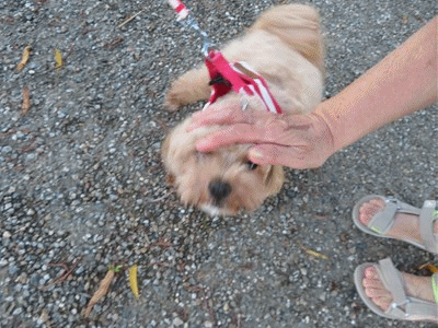 427~429 モカ 1才ちょっと