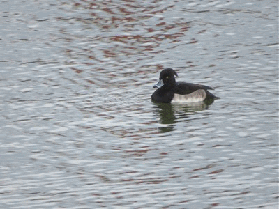 690~709 キンクロハジロ