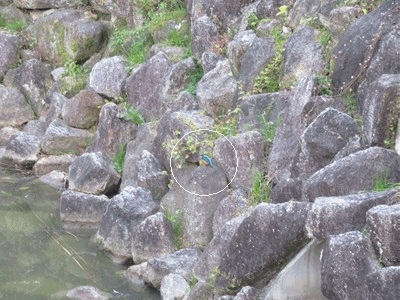 906~929 目をつぶる カワセミ