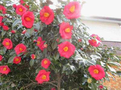 21年03月13日 きららきらら