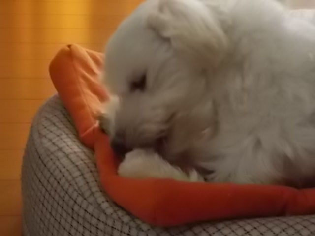 イメージ 5