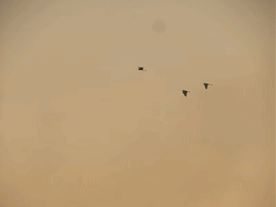 9950~9953 シラサギ