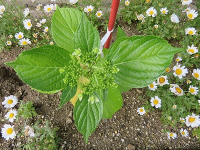 5.18~6.13  アジサイ