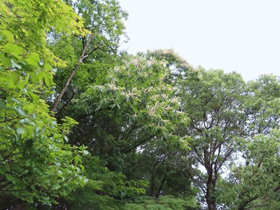 383~389 クリの花