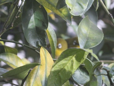 1063~1079 ピンボケ