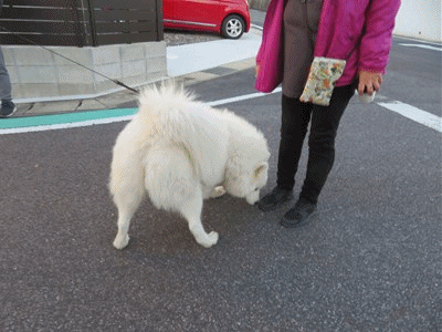 674~678 サモエド