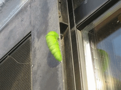 235~241 アゲハの幼虫