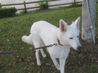 311~313 ライカくん