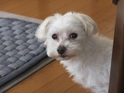 イメージ 13