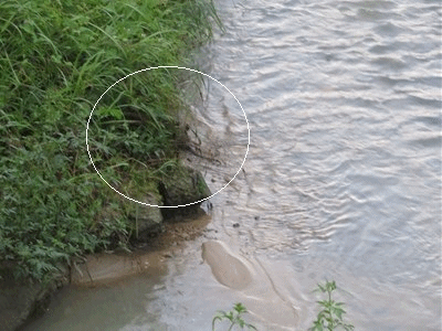 623~624  ヌートリア