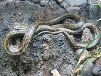 Gotoその３ アクアとと岐阜 きららきらら