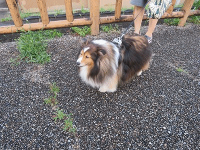 470~477 メルちゃん11才女子