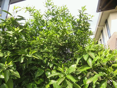 637~  甘夏とはるみ