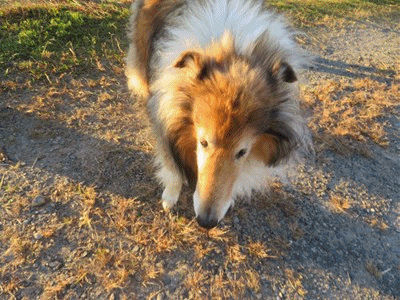 683~691 アンリー 10才