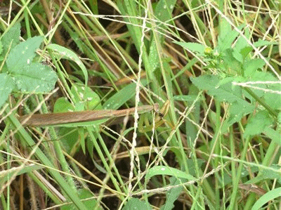 7056~ カマキリがアリをつかまえた