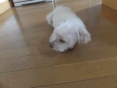 イメージ 8