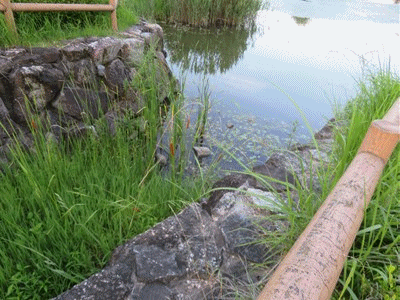 ガマの穂って食べられるらしい ゆで卵のホットドッグの朝ご飯 シューマイと冷奴の晩ご飯 きららきらら ガマの穂って食べられるらしい ゆで卵のホットドッグの朝ご飯 シューマイと冷奴の晩ご飯 きららきらら