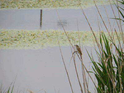 006~010 オオヨシキリ