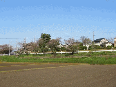 387~391 桜