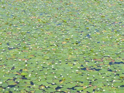 739~740 ガガブタ