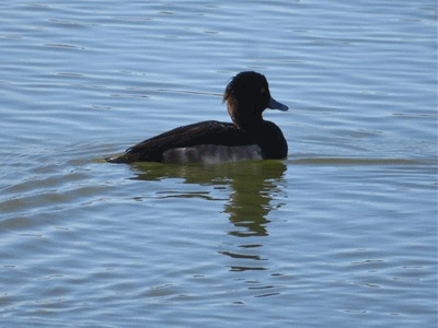 4978~4998 キンクロハジロ