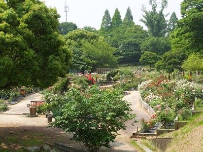 イメージ 6
