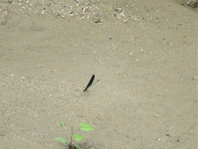 082~095 ハグロトンボ