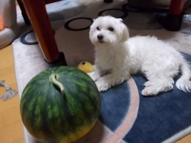 イメージ 5