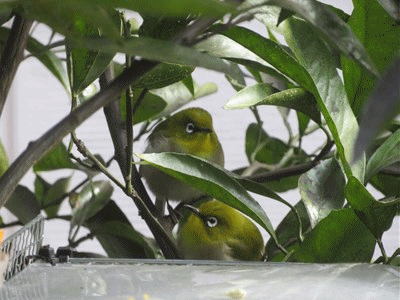 599~611  ヒヨがいるので大人しい