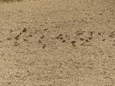 152~175 カワラヒワ