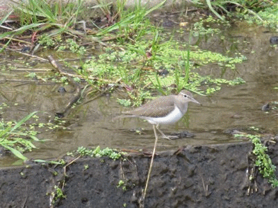 546~580 イソシギ?