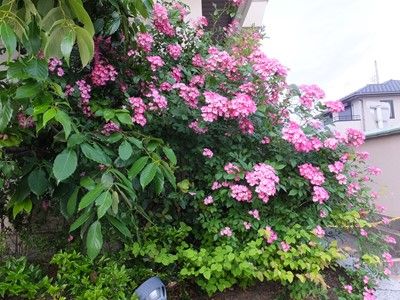 イメージ 10