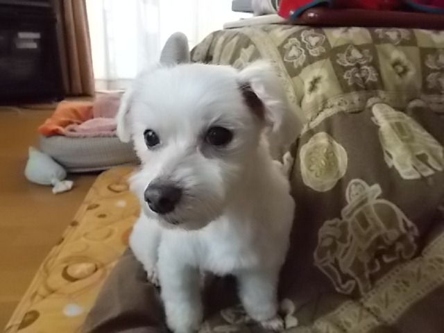 イメージ 5
