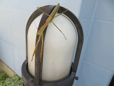 642~645 カマキリ