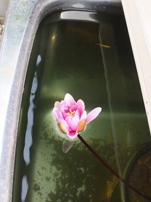 イメージ 25