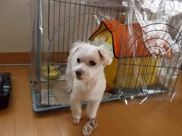 イメージ 1