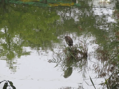 781~796 ゴイサギ(若鳥)