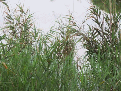 288~292 バンの巣