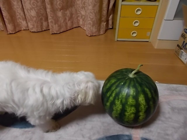 イメージ 4