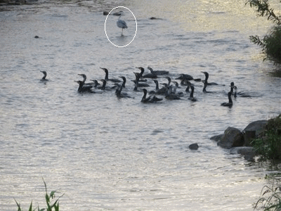 701~713  鵜とアオサギ