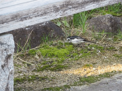 603~610 犬の毛を集めている