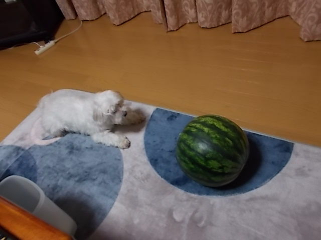 イメージ 2