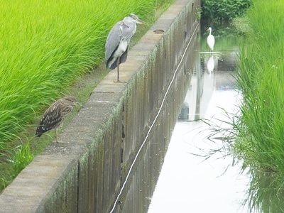 イメージ 8