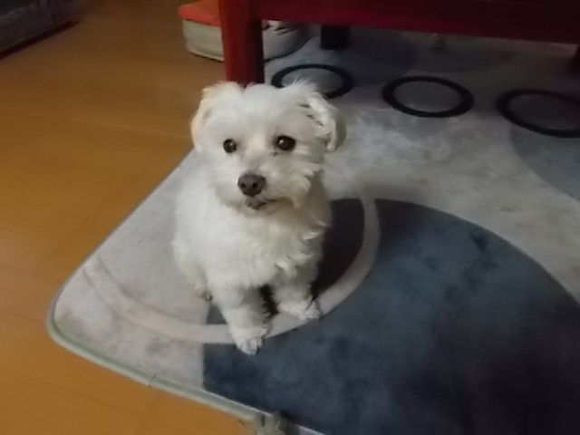 イメージ 7