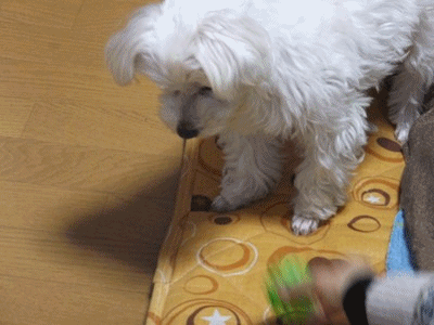 イメージ 7